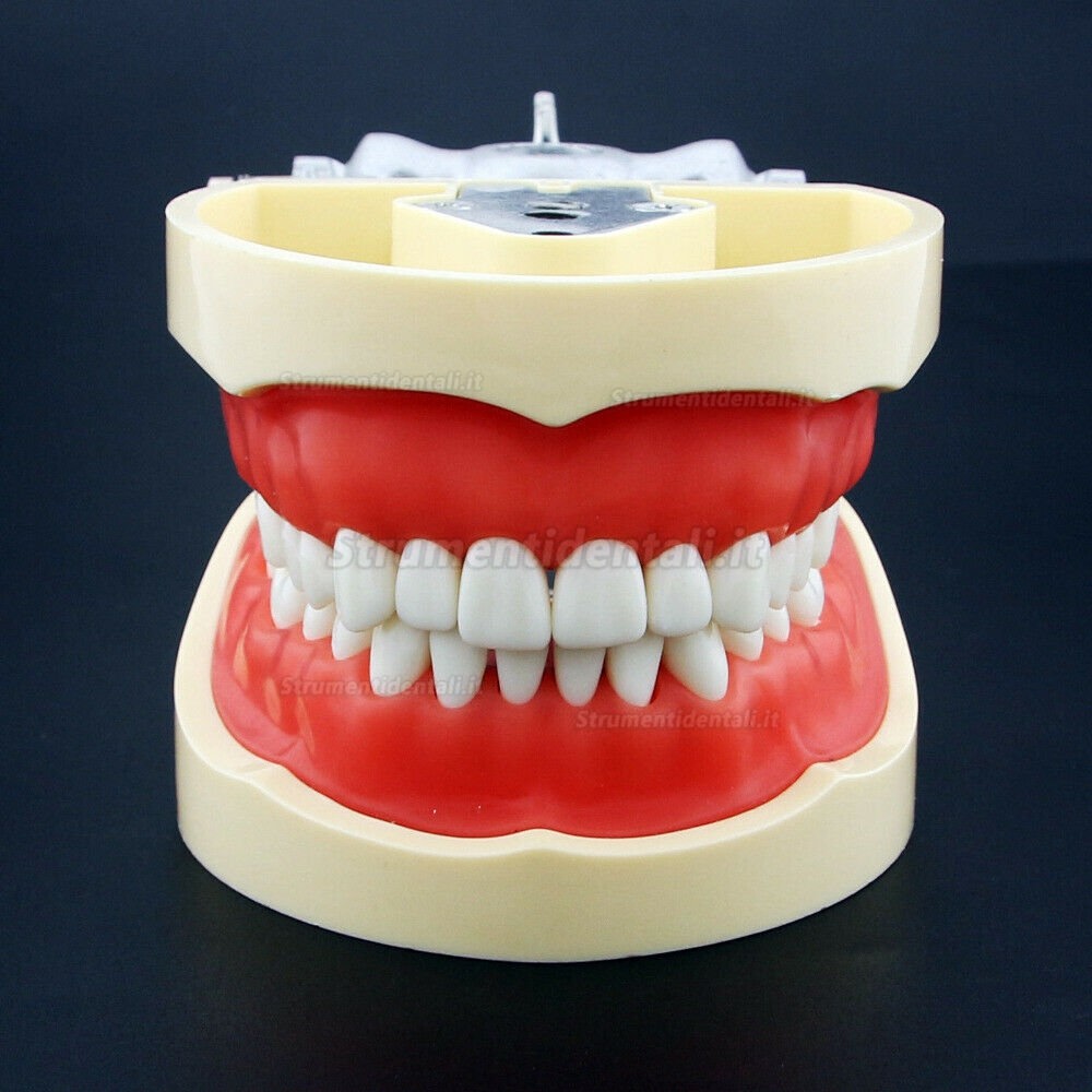 Resina simulazione denti modelli per dentista preparazione esame insegnamento